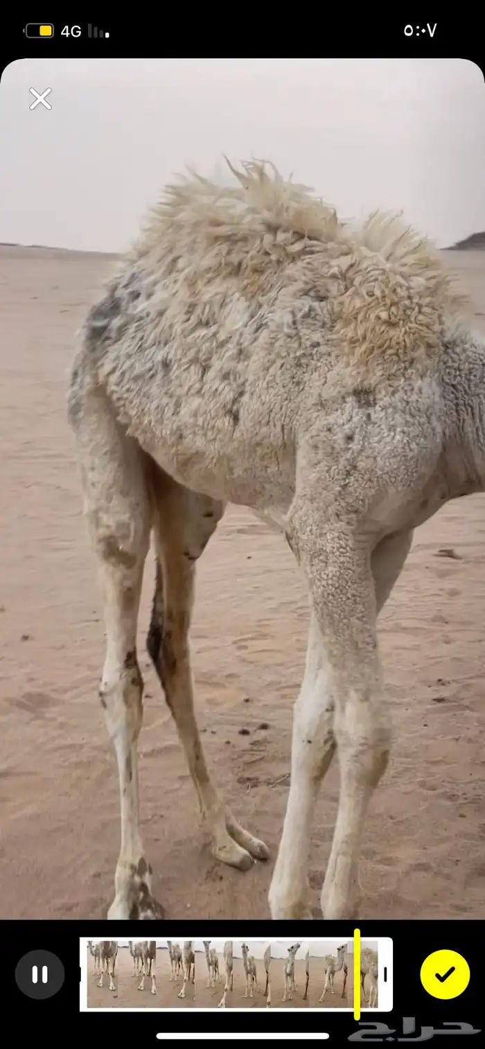 حاشي للبيع 3