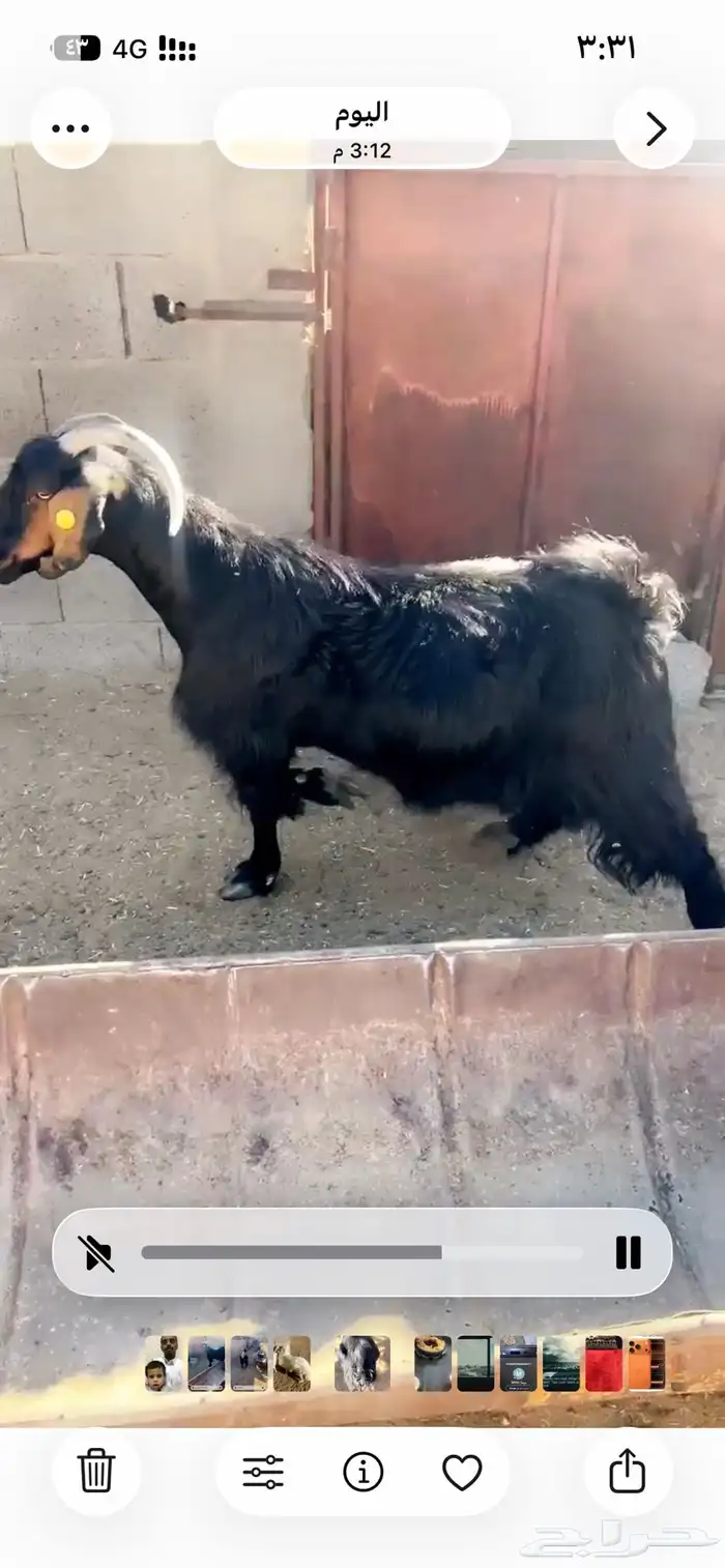 شاه دغساء حايل حميسه فل الفل 0