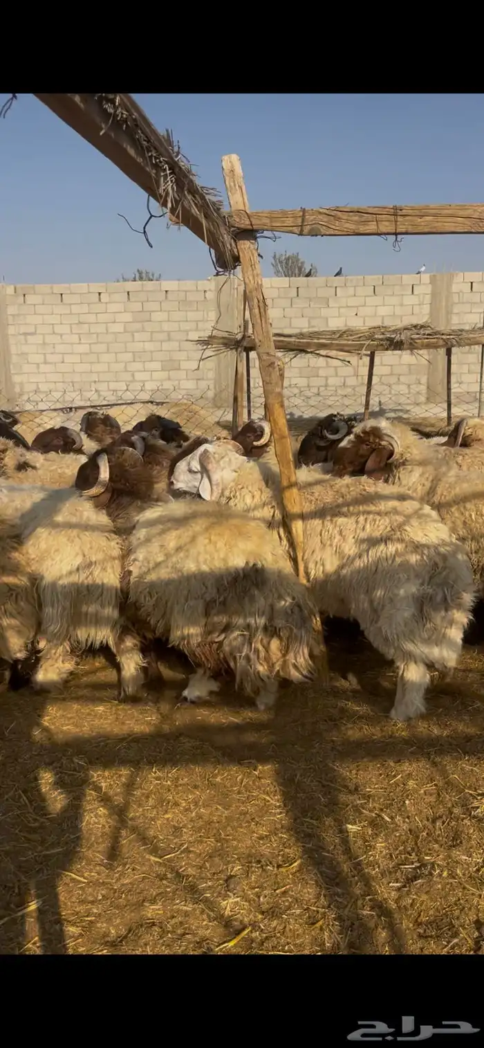 خرفان نعيم جذعان 4