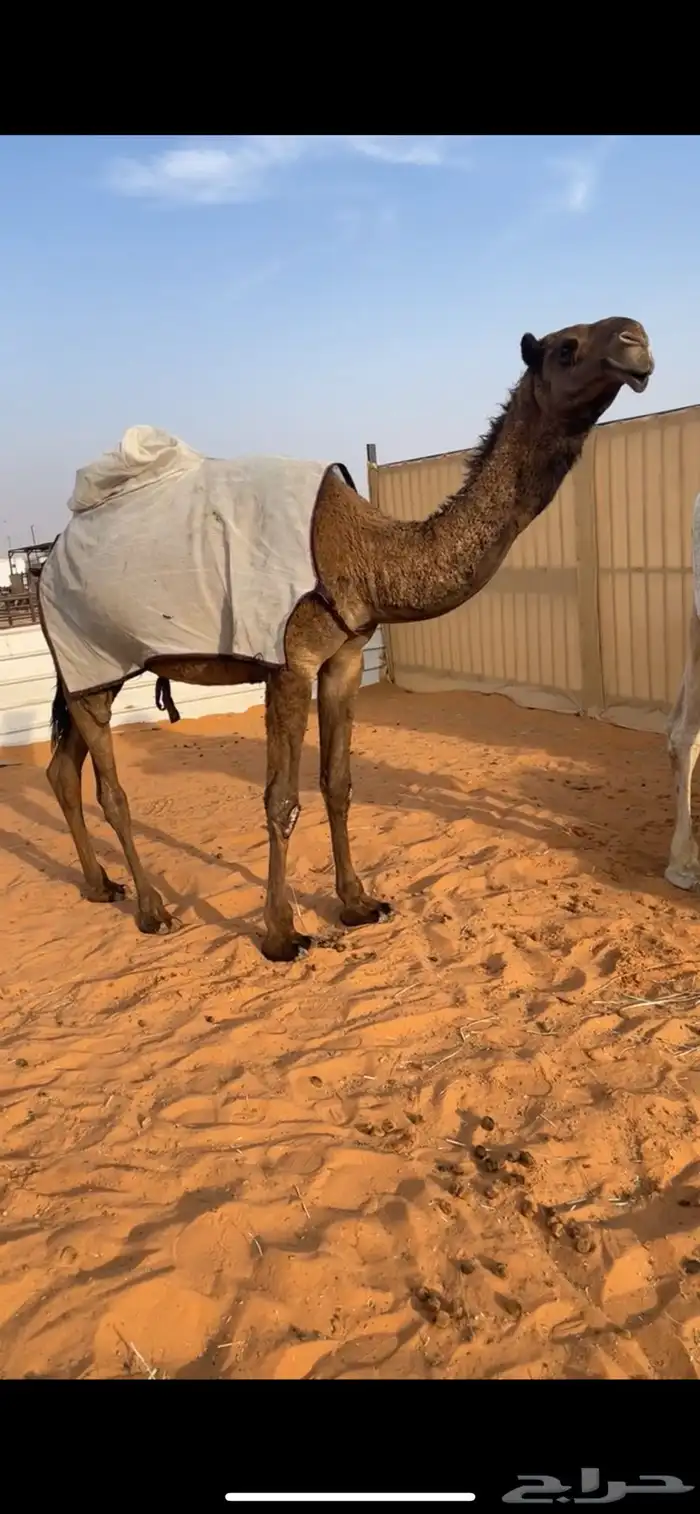 بكره صفرا دبيانيه كفو 3