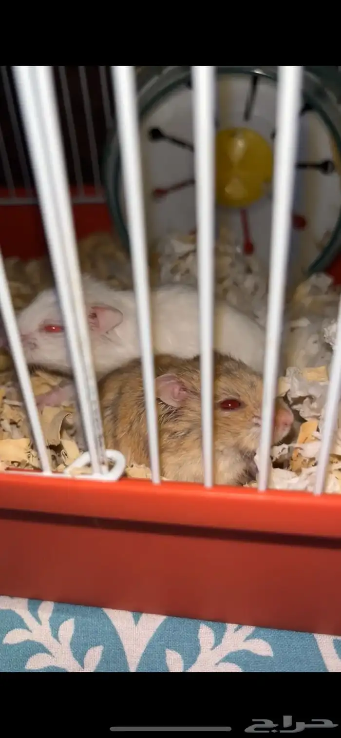 2 هامستر ذكر و أنثى بصحة ممتازة مع كامل اغراضهم 0