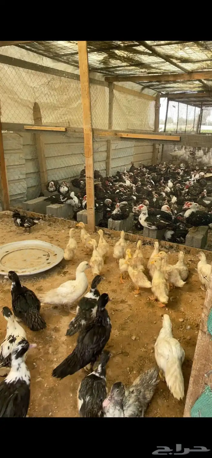 صوص بط عمر شهر ونص 0