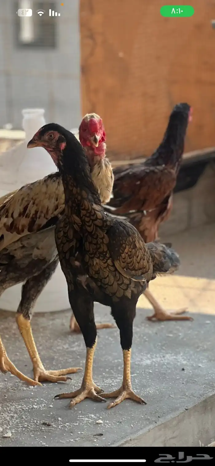 طقم شامو الماني 0