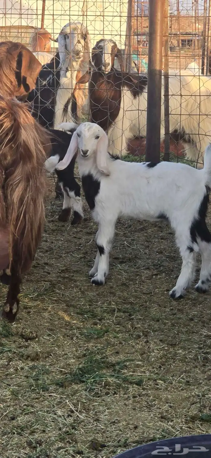 عنز شامي للبيع 0