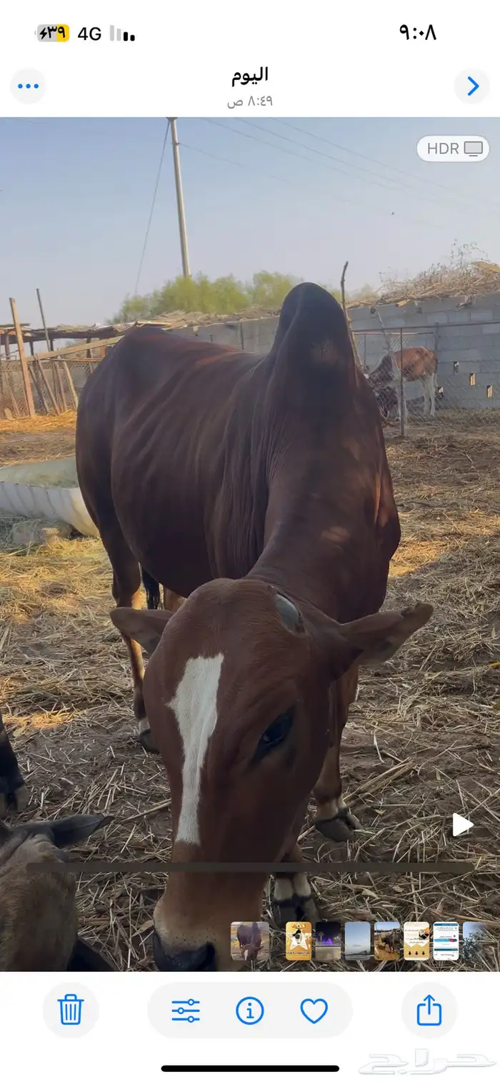 عجول بلدي فل شحم ماشاءالله تبارك الله العدد 4 0