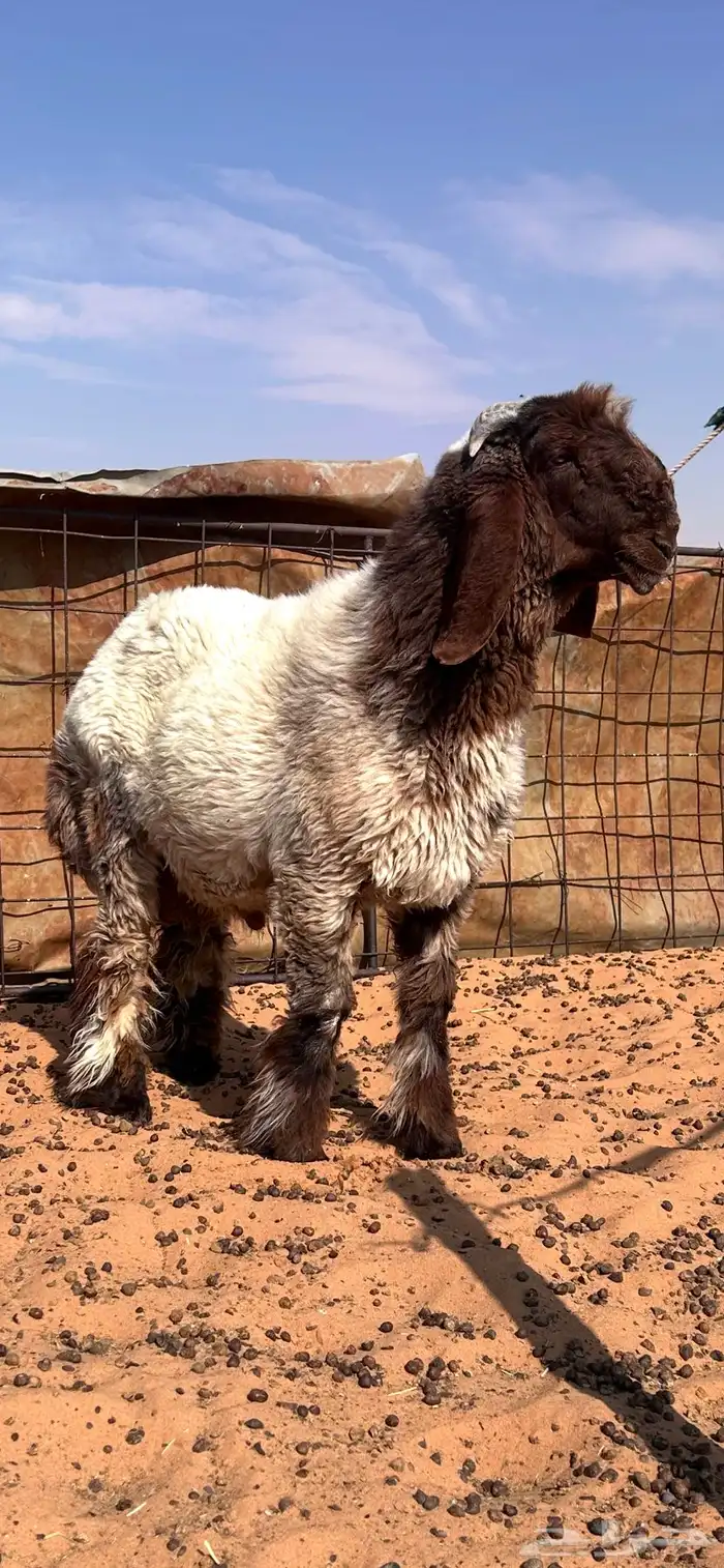 فحل نعيمي ( مشروع فحل نعيمي صنف فاخر ونادر العمرتقريبا 4 شه 1