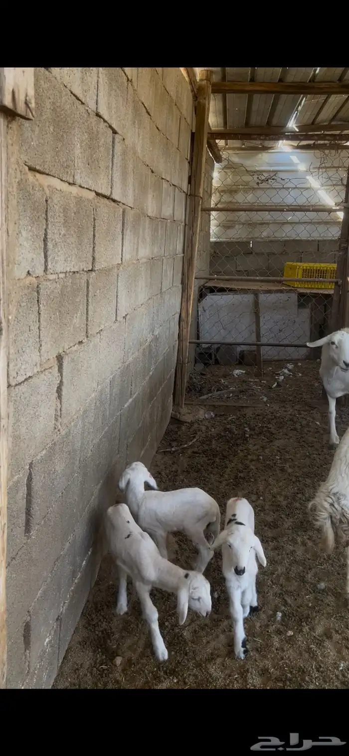 ضان خلفات متاومات 3 تحتها 5 تم البيع الله يباركله 1