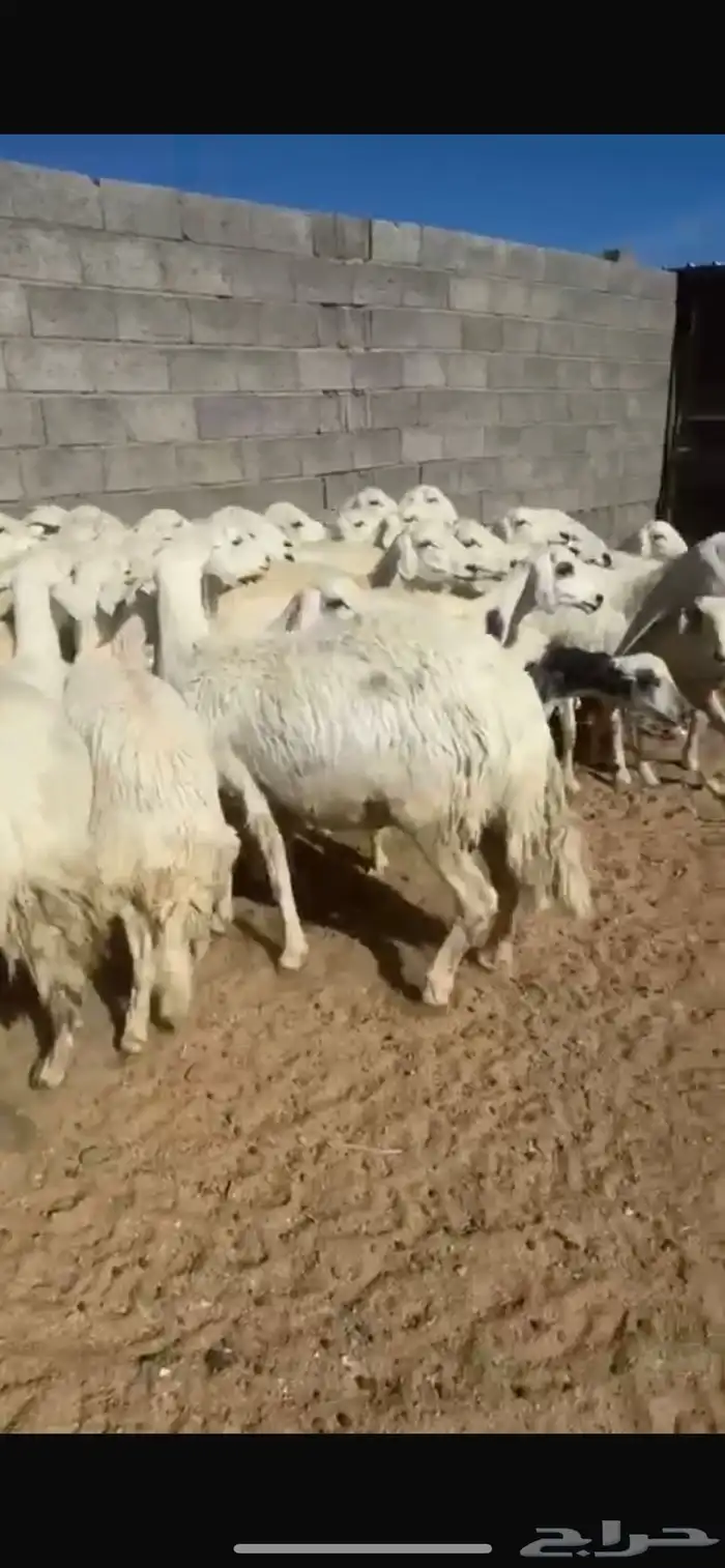 40 رخال بفحلها 0