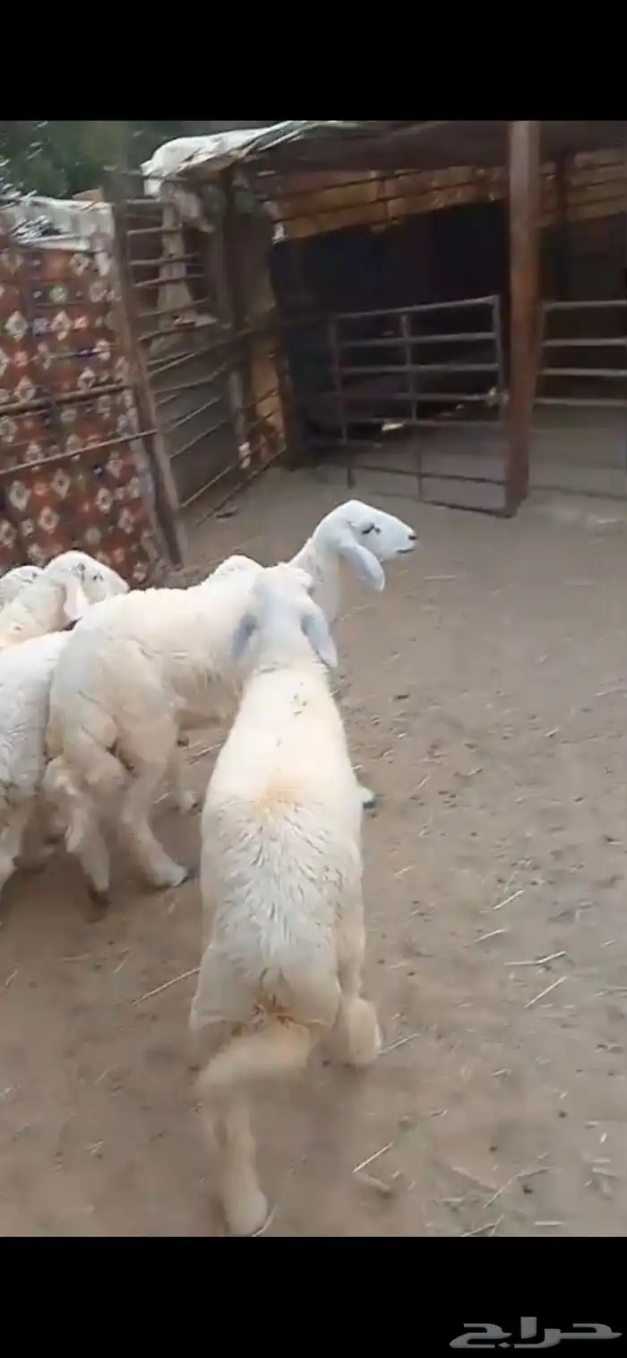 خرفان حريات 0