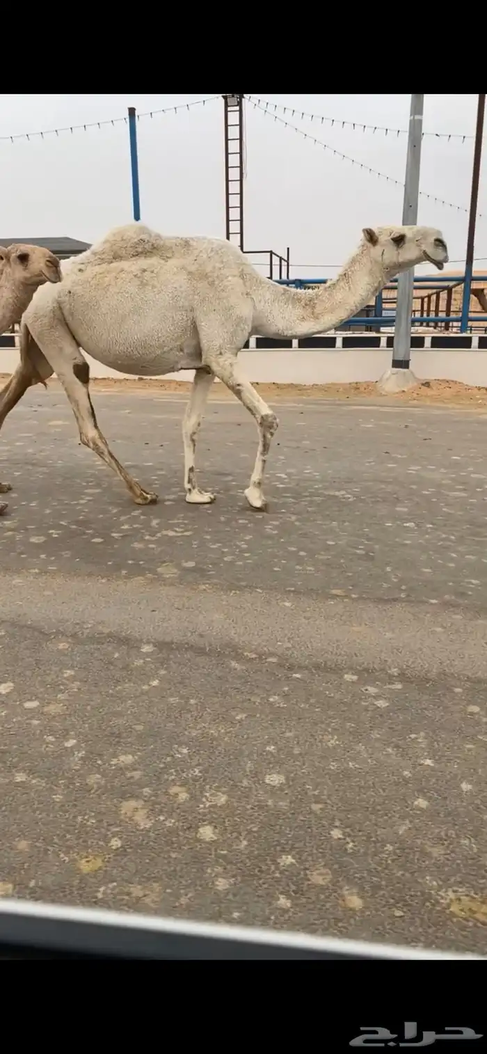 للبيع الضريبه 0