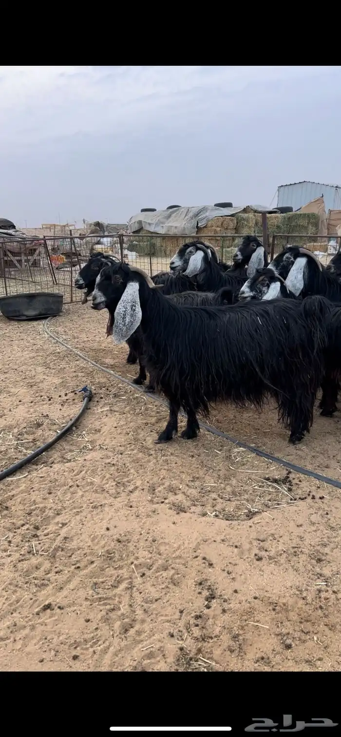 معزا عوارض حصييبب على وجه ولاد 3