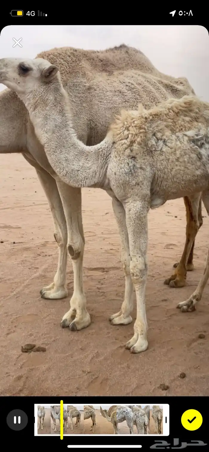 حاشي للبيع 1