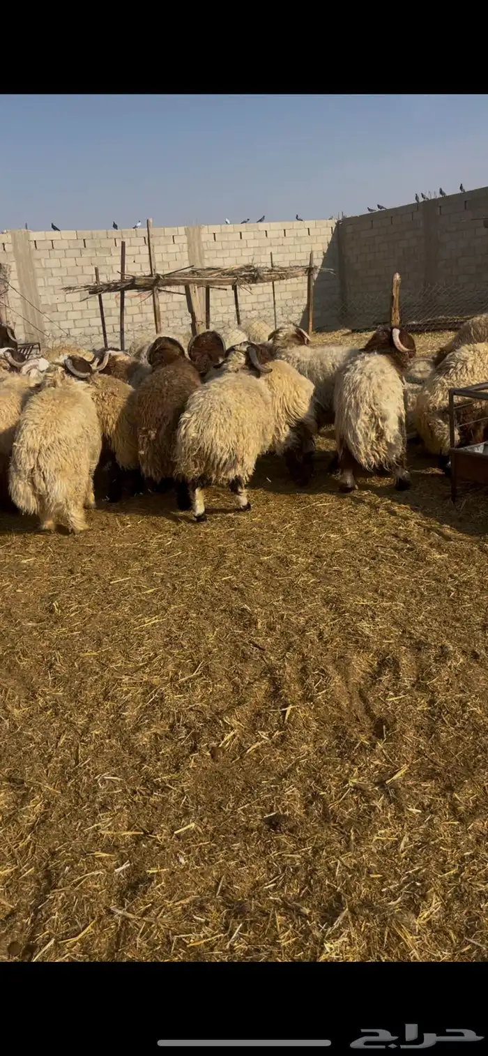 خرفان نعيم جذعان 3