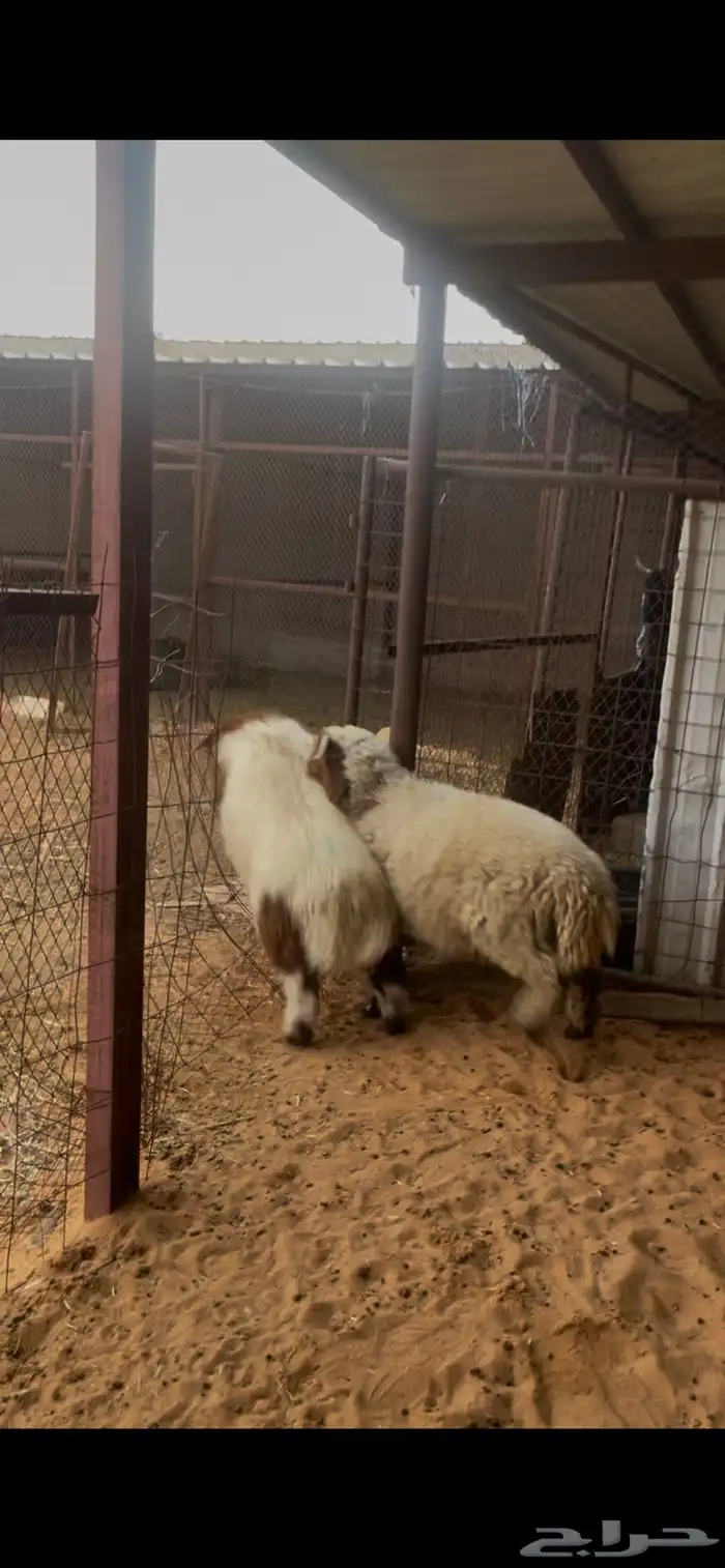 خرفان ذبايح طيبه . 5