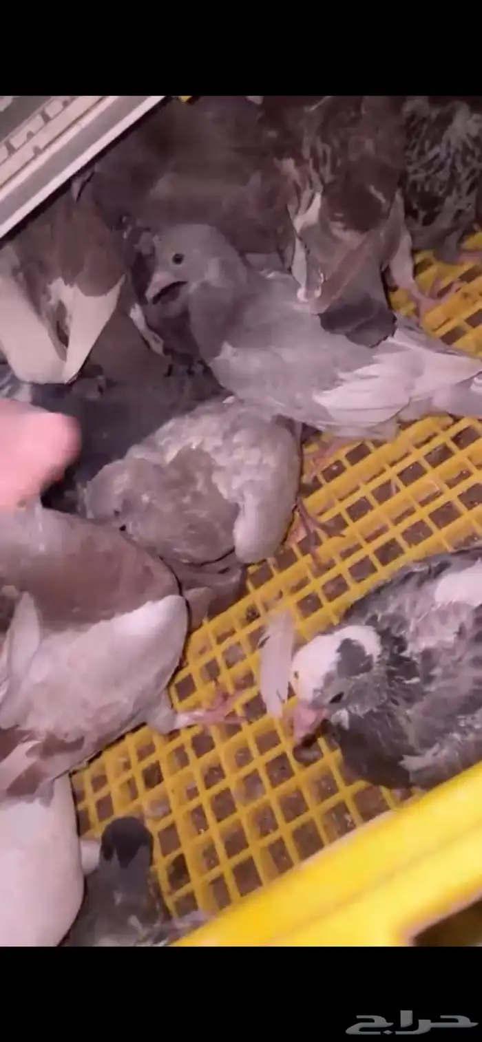 فراخة حمام 0