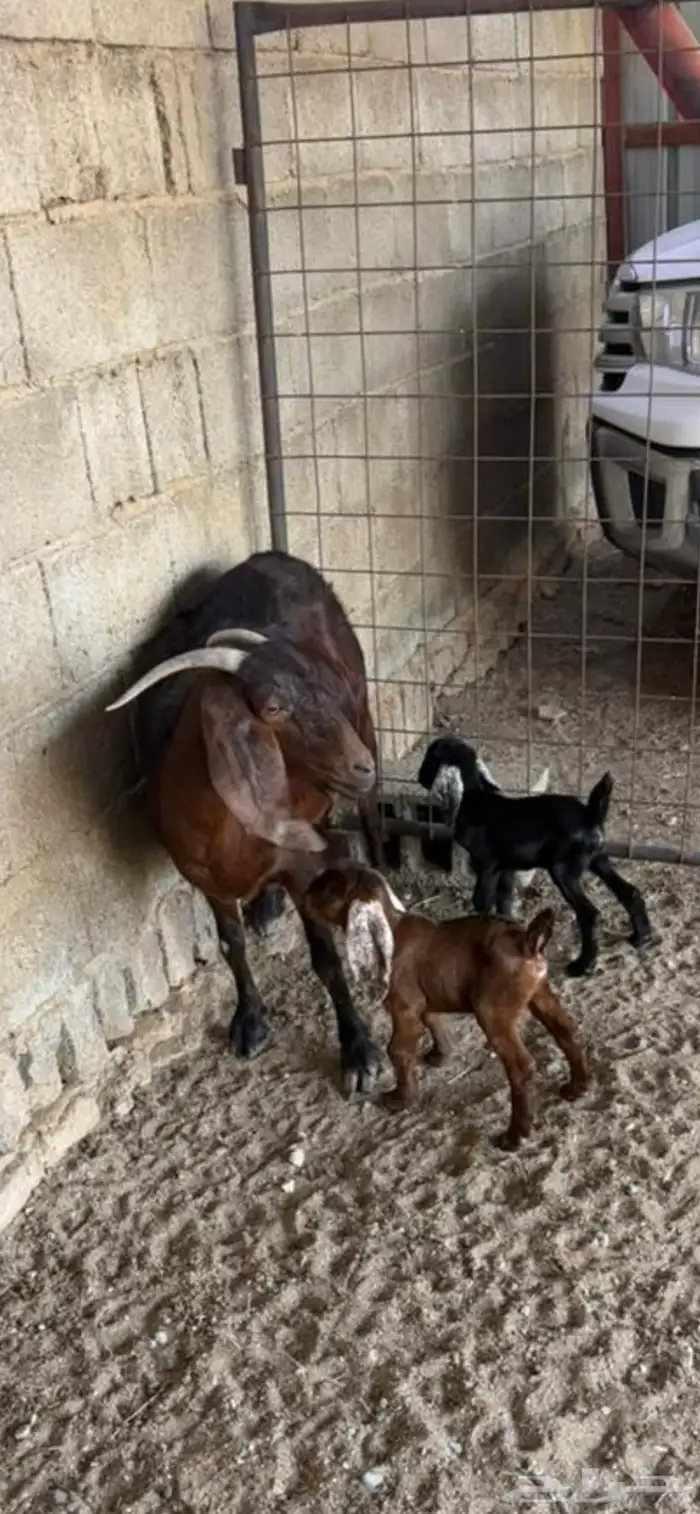 معزا شاميات ثنتين 1