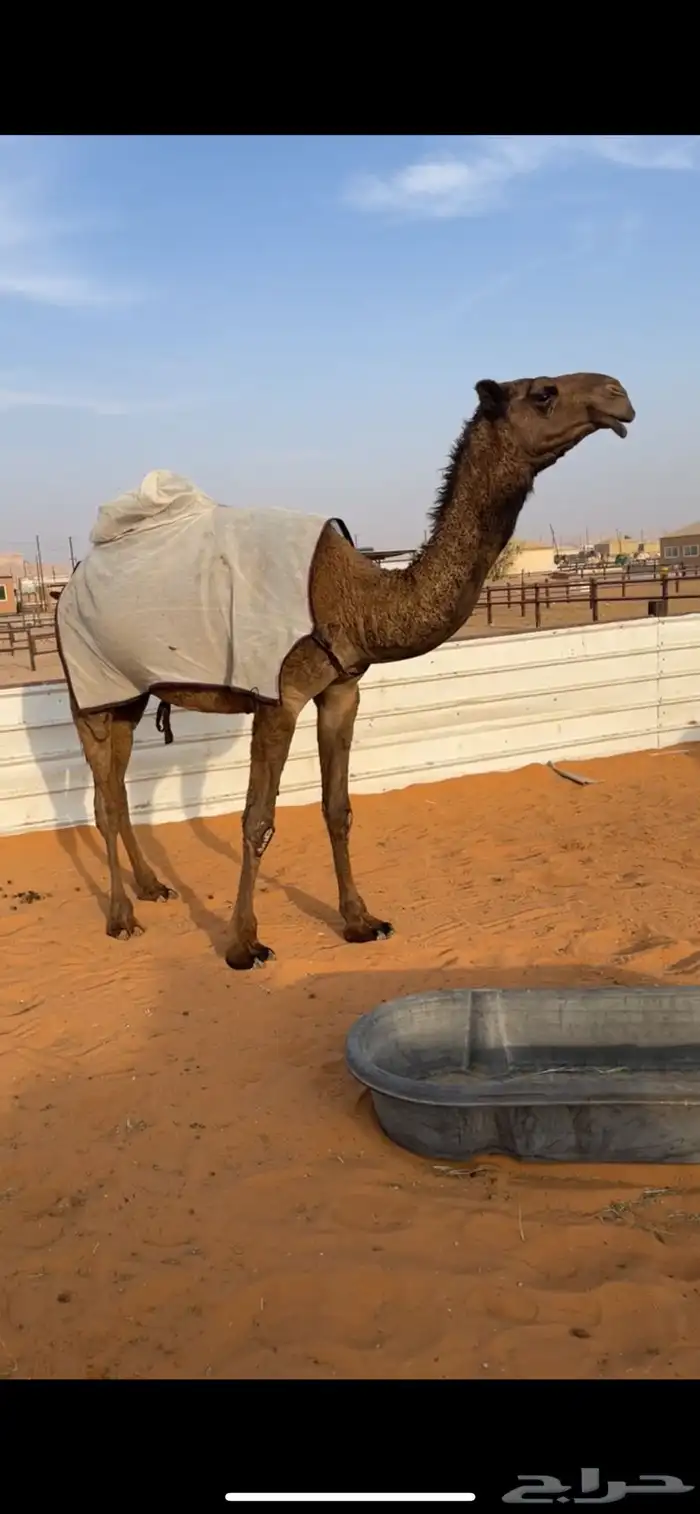 بكره حقه كفو 2