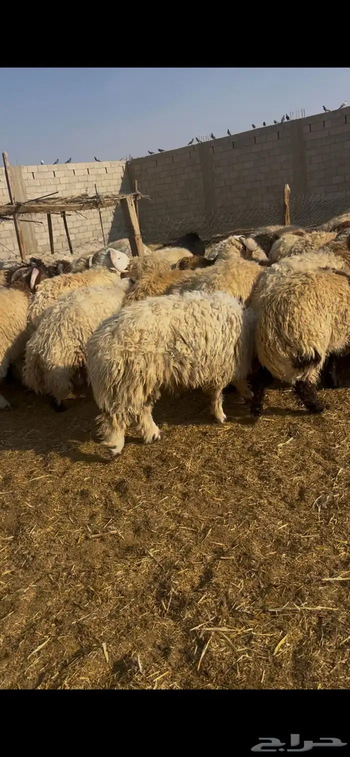 خرفان نعيم جذعان 5