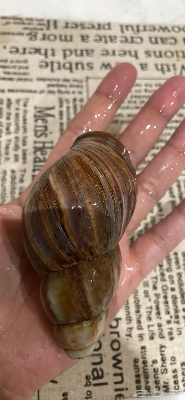 حلزون افريقي عملاق 1