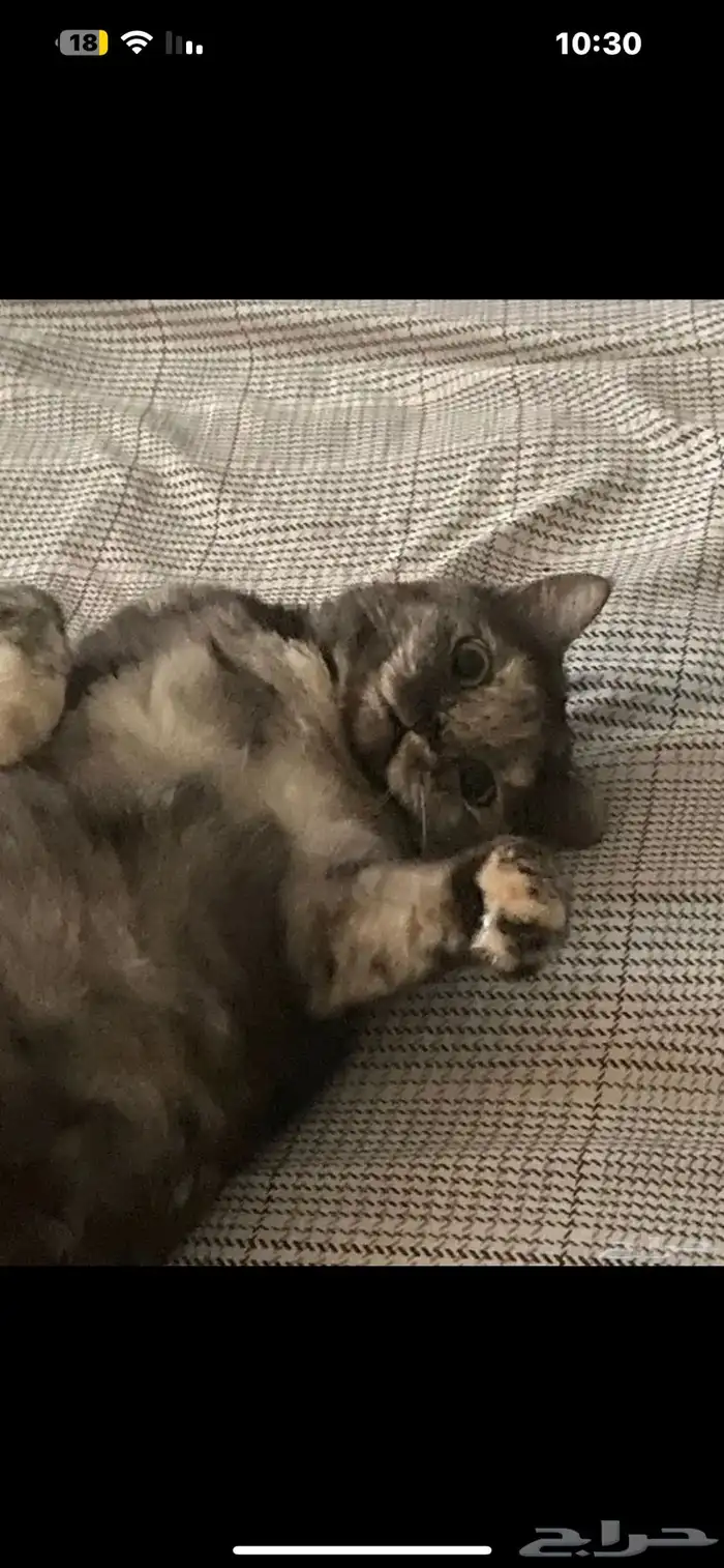 قطة انثى للتبني 0