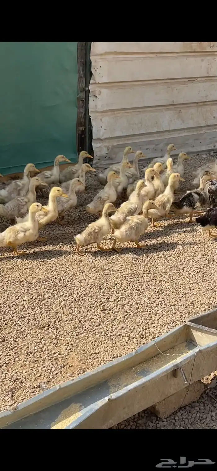 صوص بط عمر شهر ونص 3