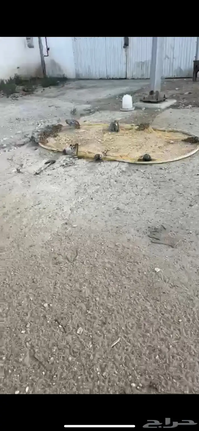 حمام للبيع صيد اليوم لطيور والصقور 1