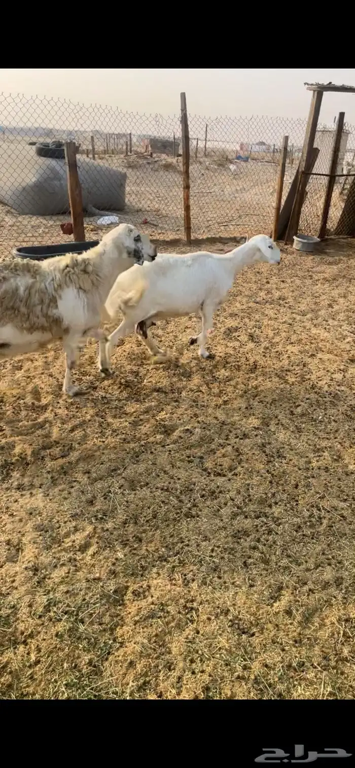 حريات دفيع 1