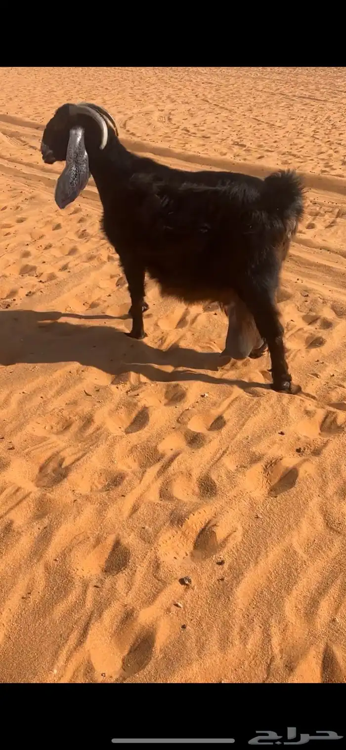 عارضيه كفو حاصب 2