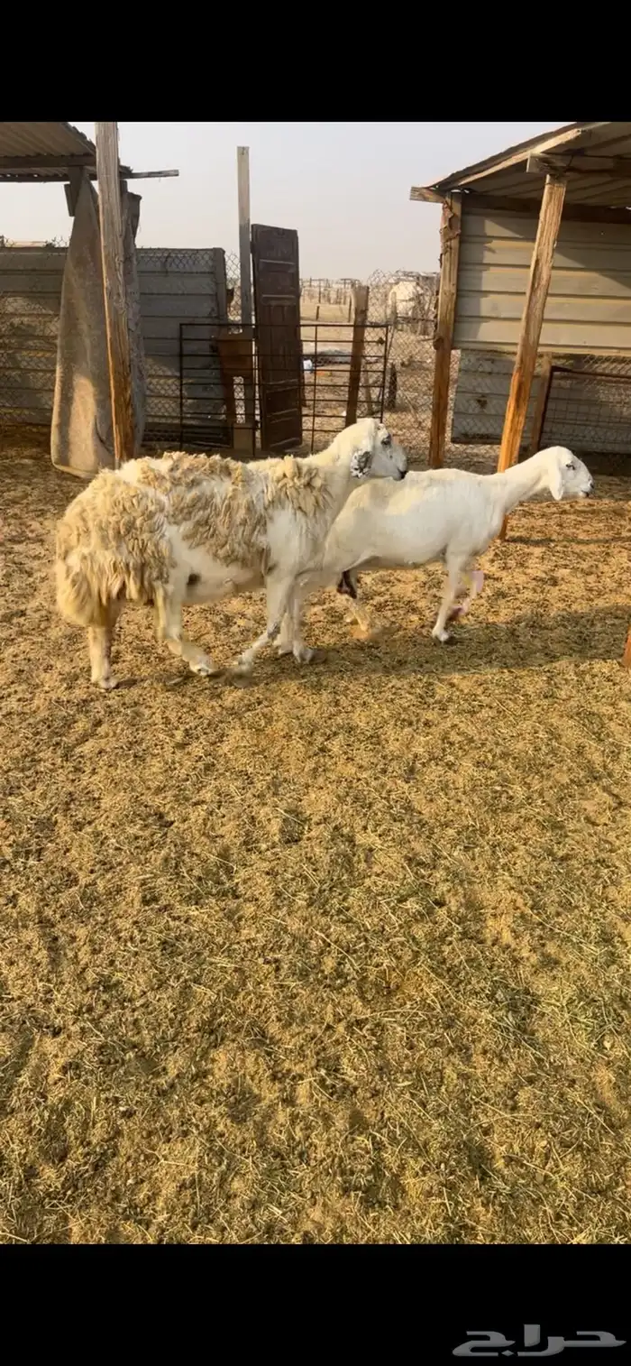 حريات دفيع 0