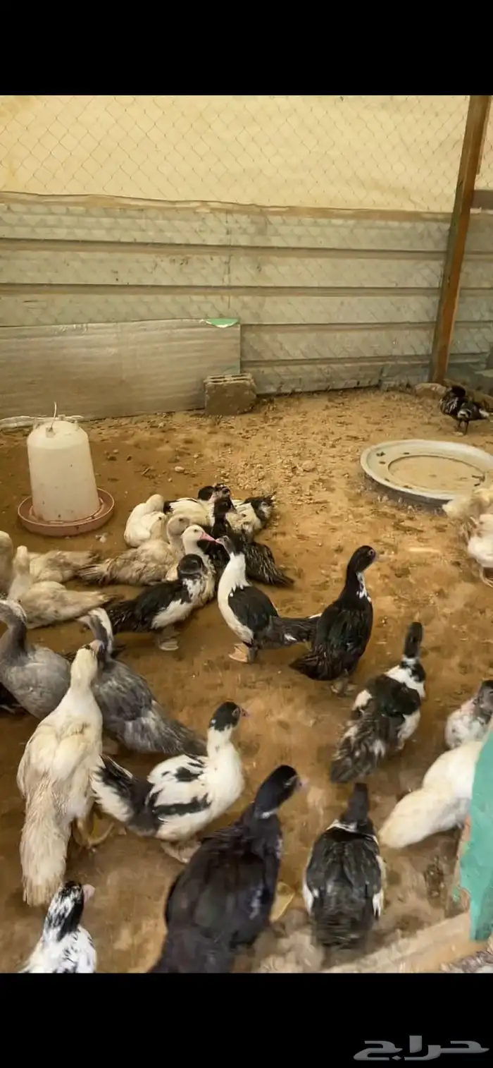 صوص بط عمر شهر ونص 1