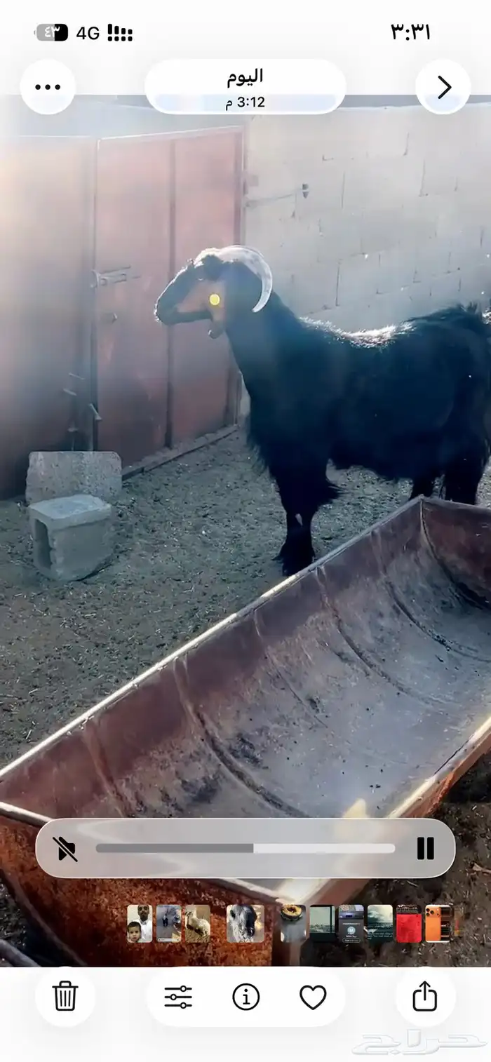 شاه دغساء حايل حميسه فل الفل 2