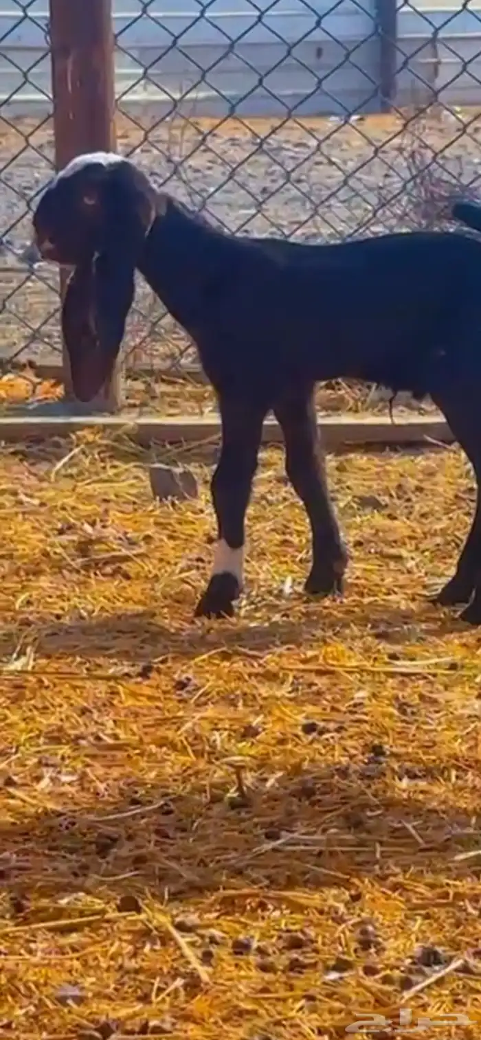 داغور تيس هندي ادهم 4