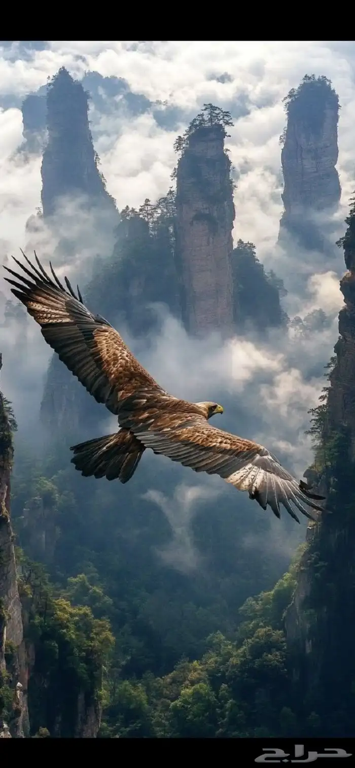 مطلوب ارض في العرفاء عاجل من المالك 0