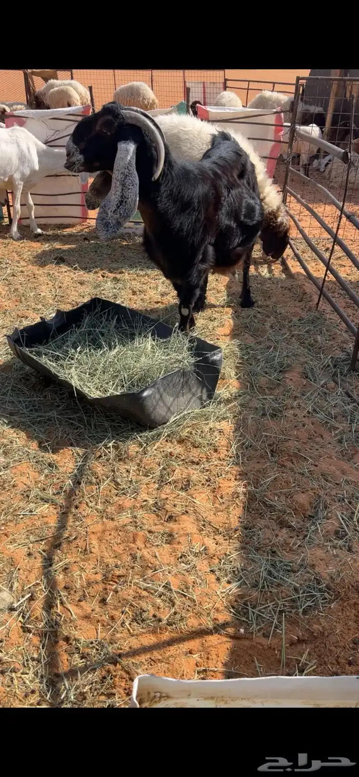 عارضيه كفو حاصب 0