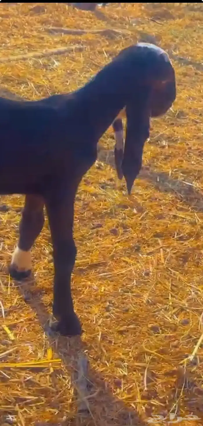 داغور تيس هندي ادهم 3