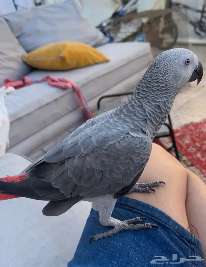 للبيع بغبغاء الكاسكو 2