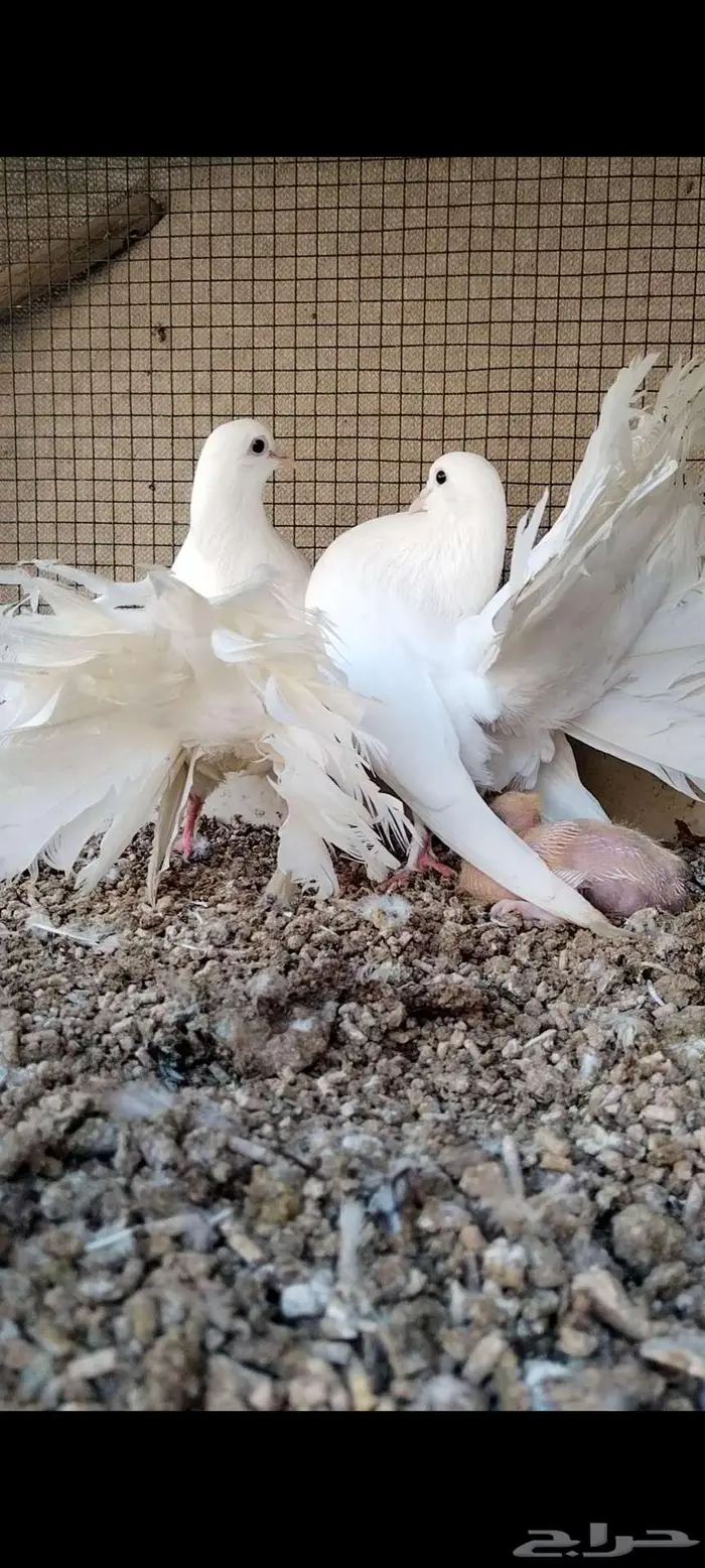 للبيع جوز شمسي منتج تحته فرخ 2