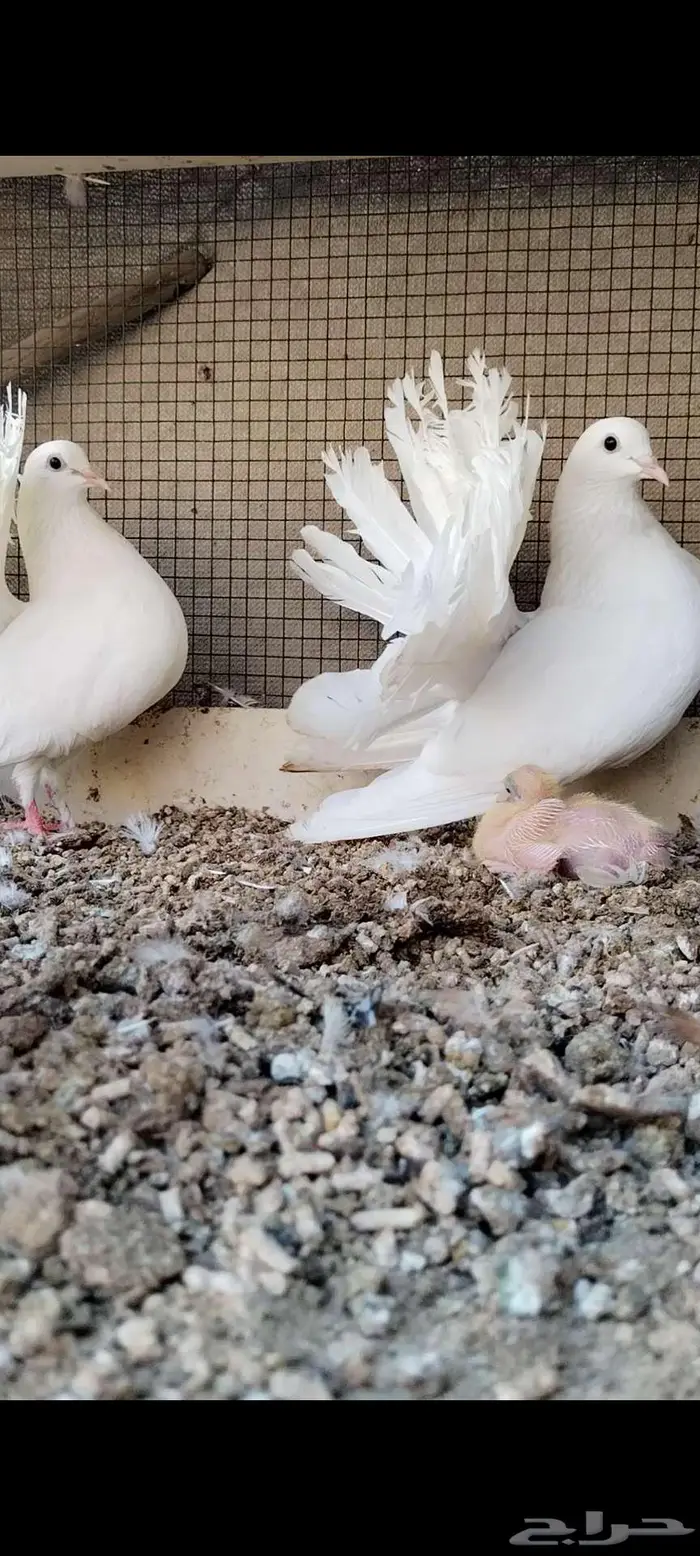 للبيع جوز شمسي منتج تحته فرخ 3