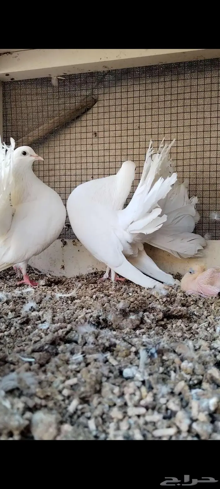 للبيع جوز شمسي منتج تحته فرخ 4