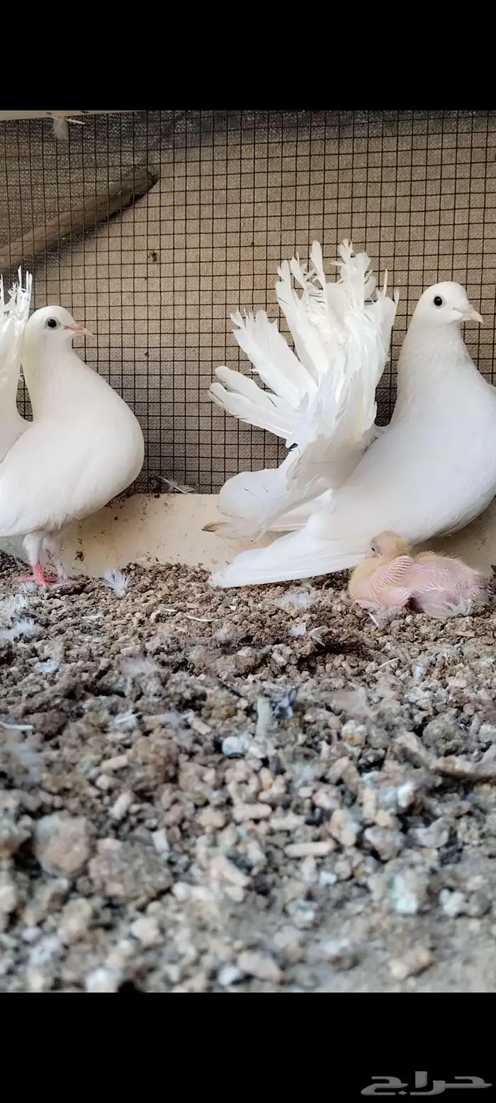 للبيع جوز شمسي منتج تحته فرخ 0