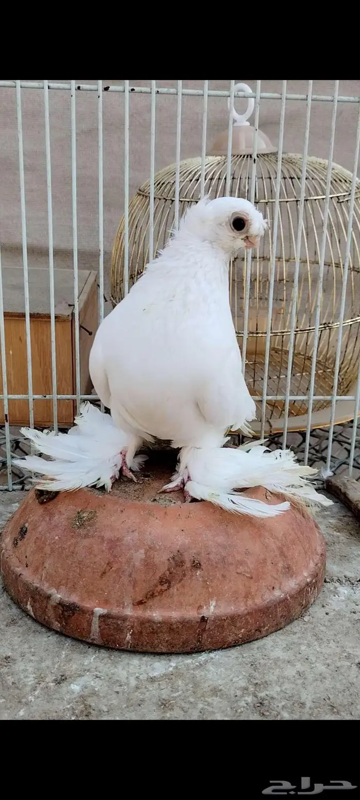 للبيع أنثى أوزبك 5