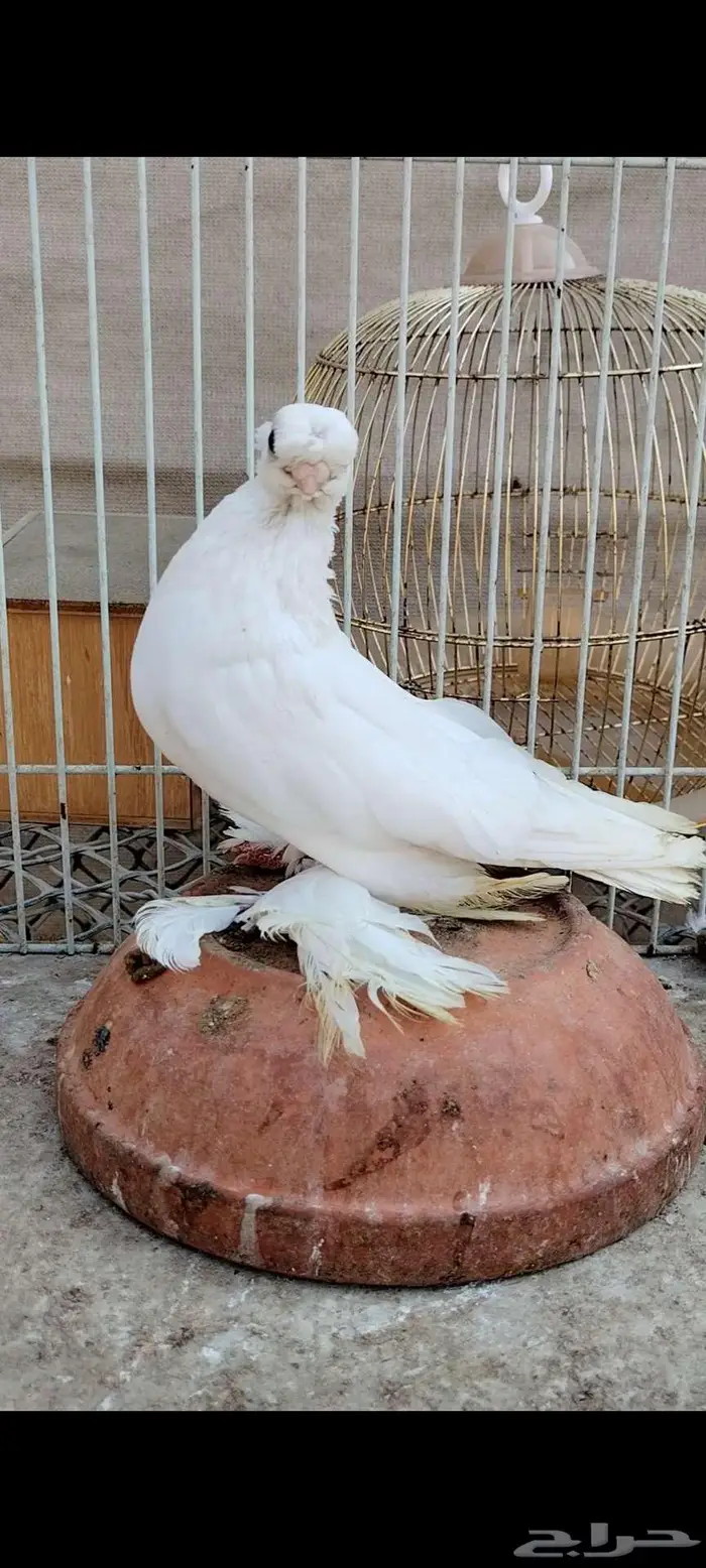 للبيع أنثى أوزبك 2