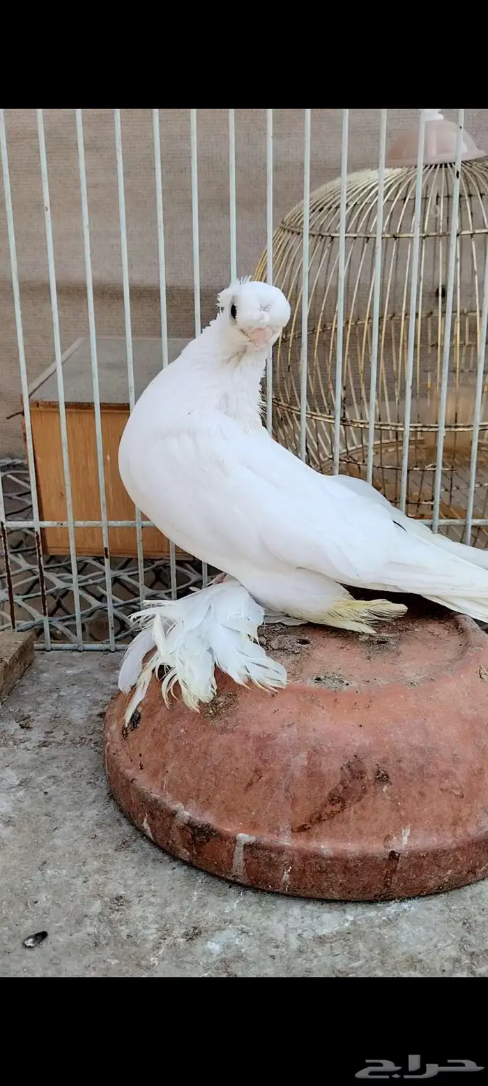 للبيع أنثى أوزبك 1