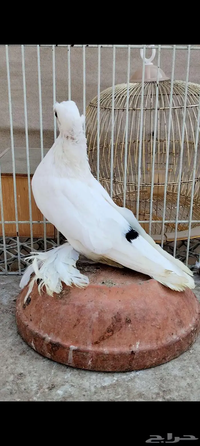 للبيع أنثى أوزبك 6