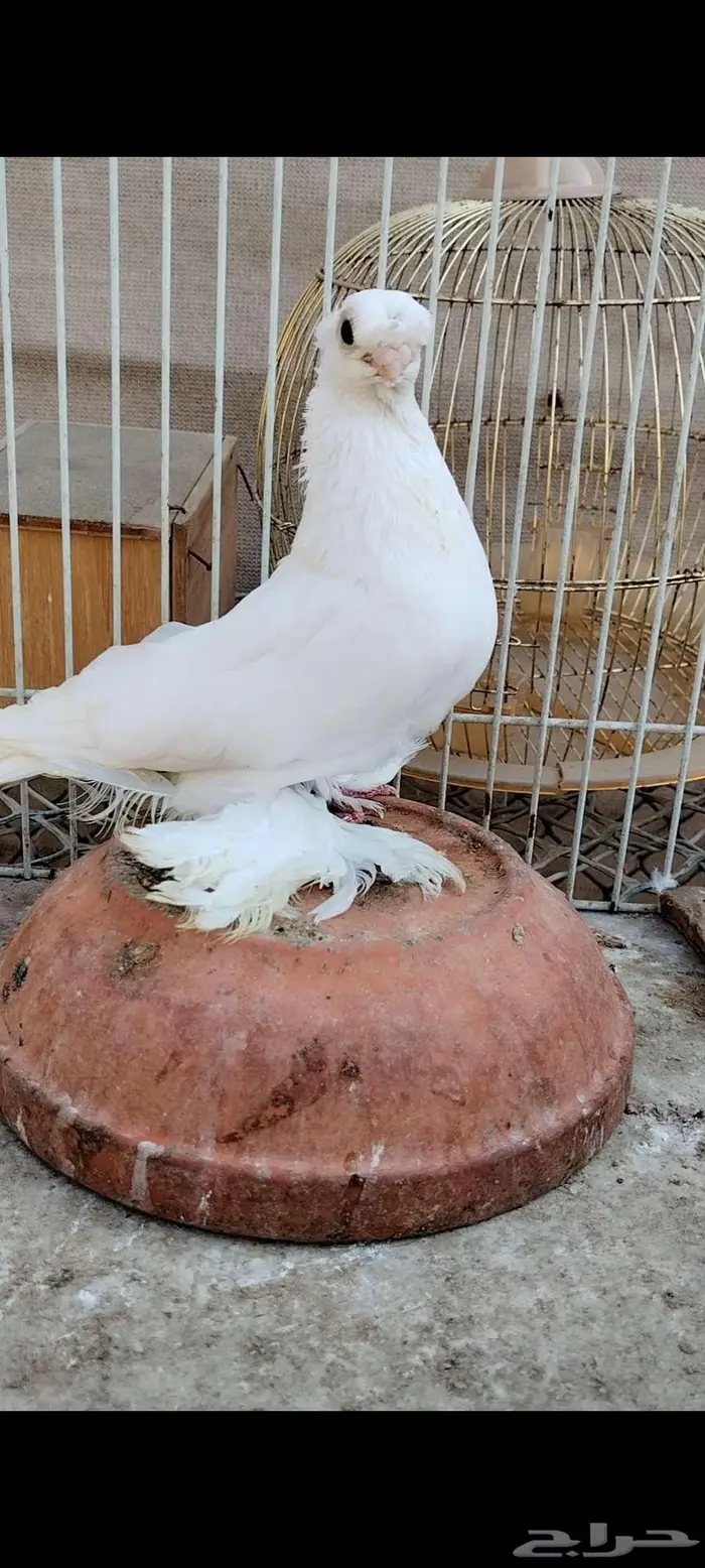 للبيع أنثى أوزبك 7