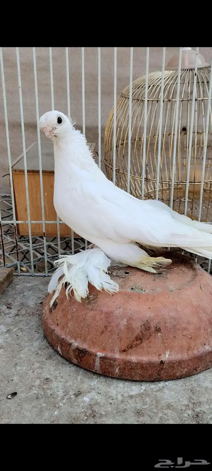 للبيع أنثى أوزبك 8