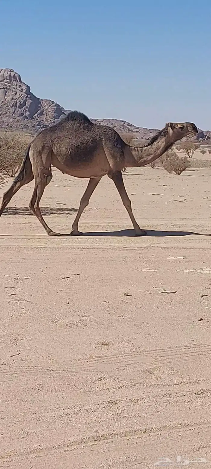 جذعة زرقاء كفو للبيع ضروبة 0