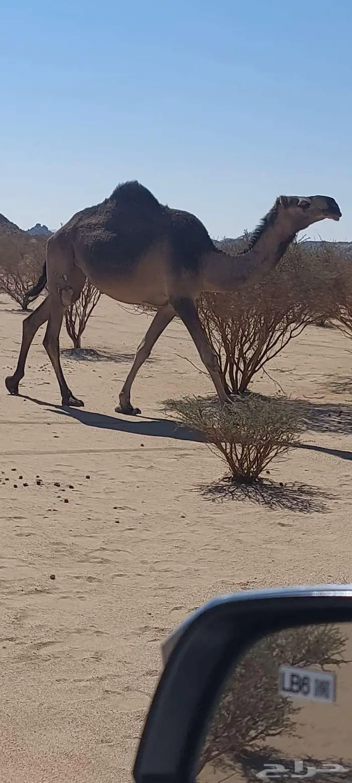 جذعة زرقاء كفو للبيع ضروبة 1