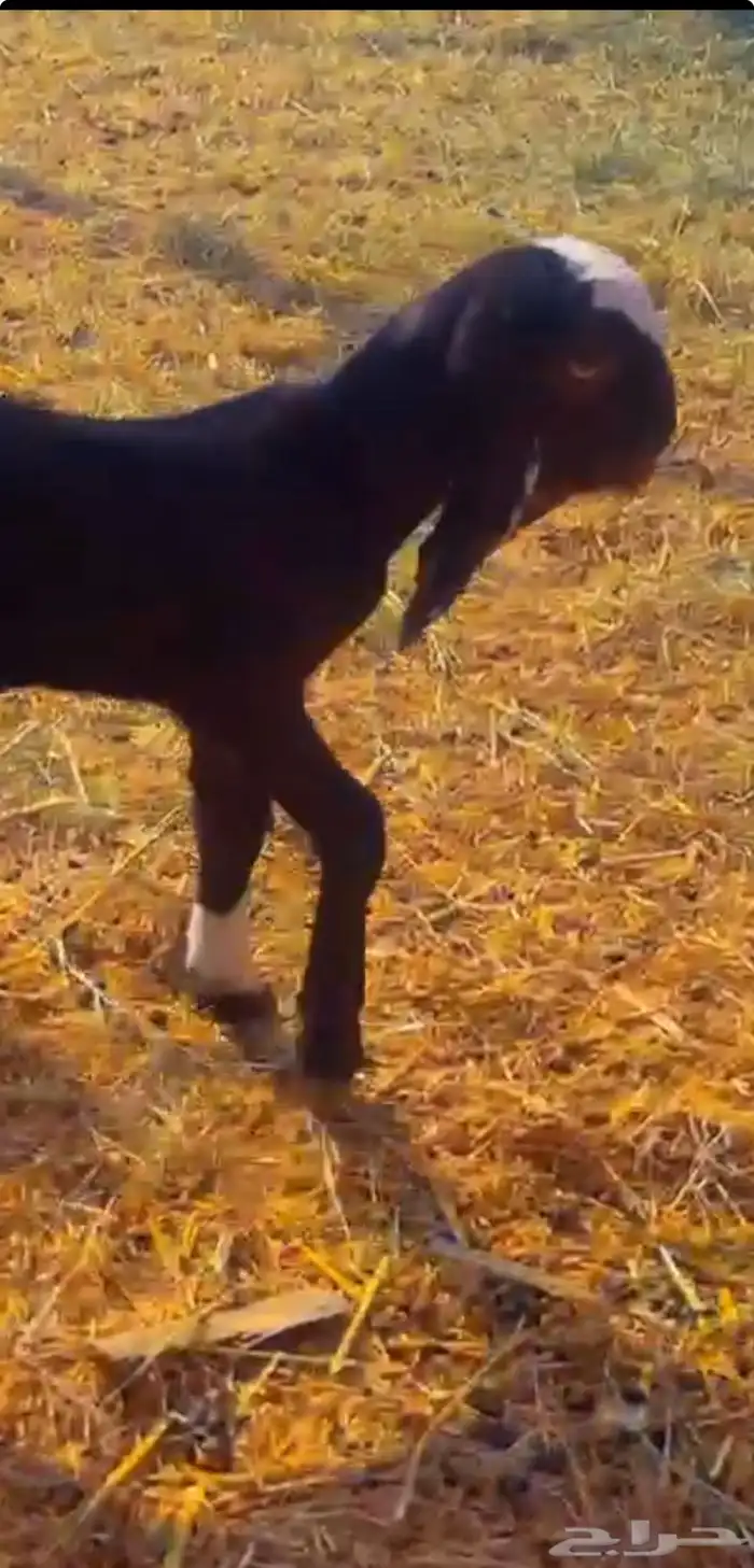 داغور تيس هندي ادهم 1