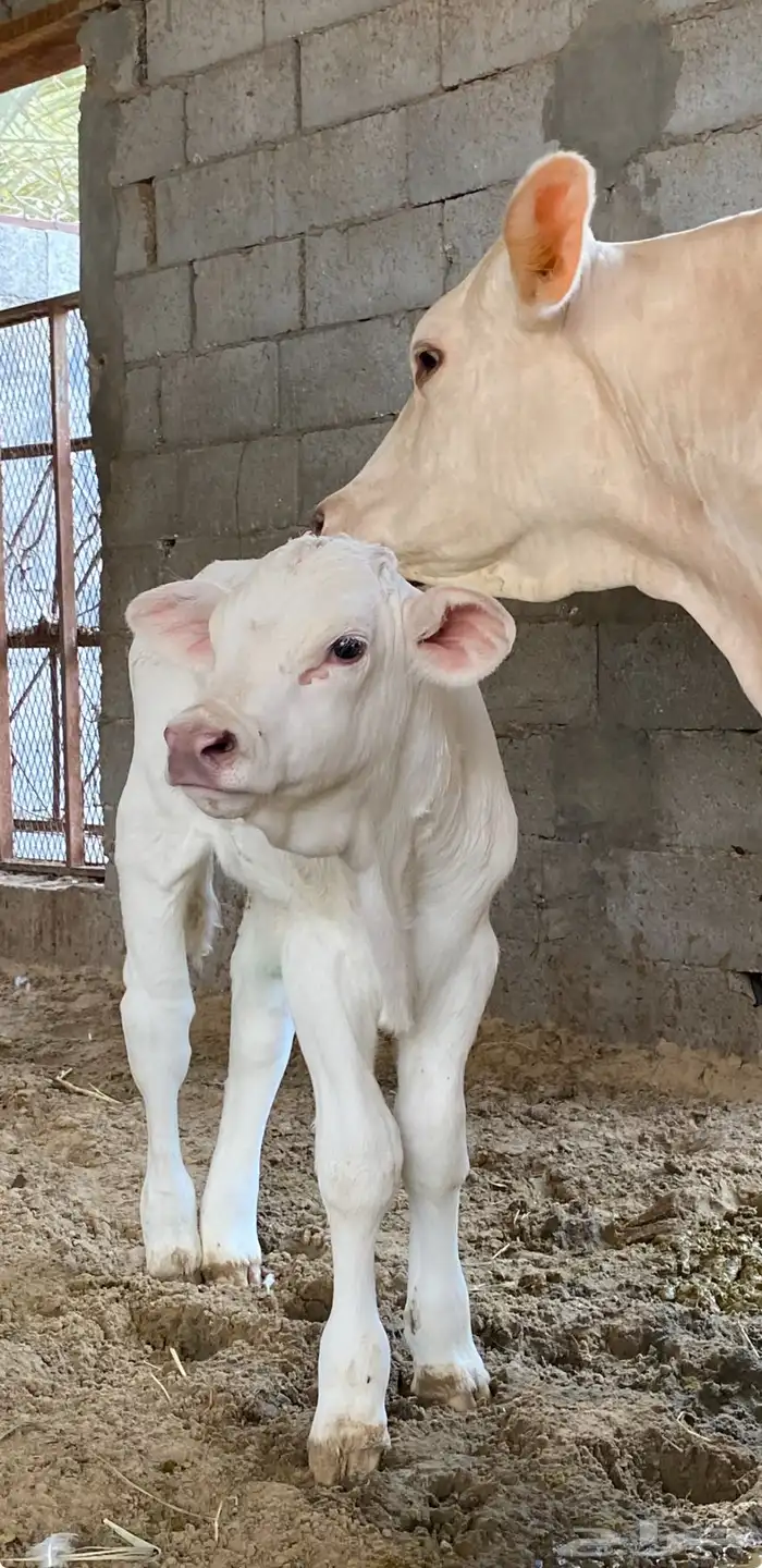 ثور ألماني أبيض صنف سويس براون منتج بالأحساء 2